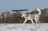 SIBERIAN HUSKY 424